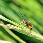 Ichneumon sp.