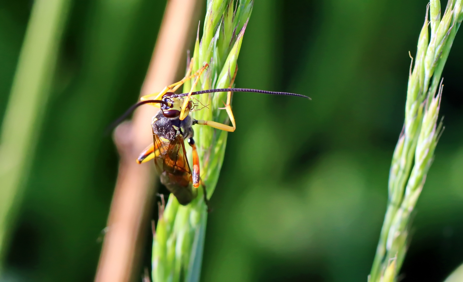 Ichneumon sp. Nr.1