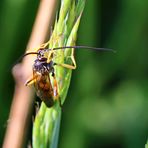 Ichneumon sp. Nr.1