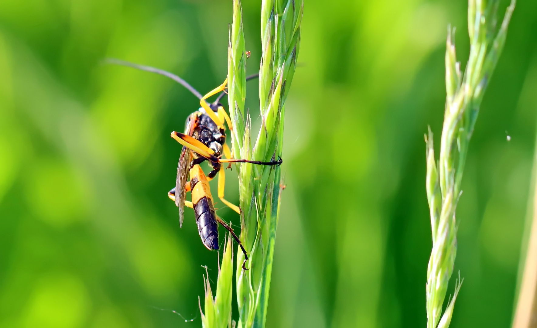 Ichneumon sp. Nr.2