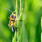 Ichneumon sp. Nr.2