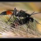 ICHNEUMON SUSPICIOSUS