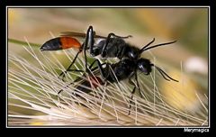 ICHNEUMON SUSPICIOSUS