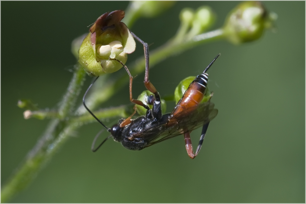 Ichneumon suspiciosus