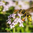 Ichneumonidae an Thymus vulgaris