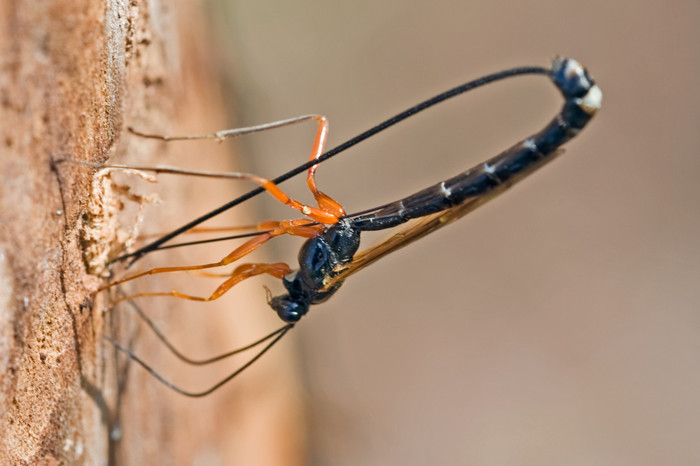 Ichneumonidae (Ephialtini)