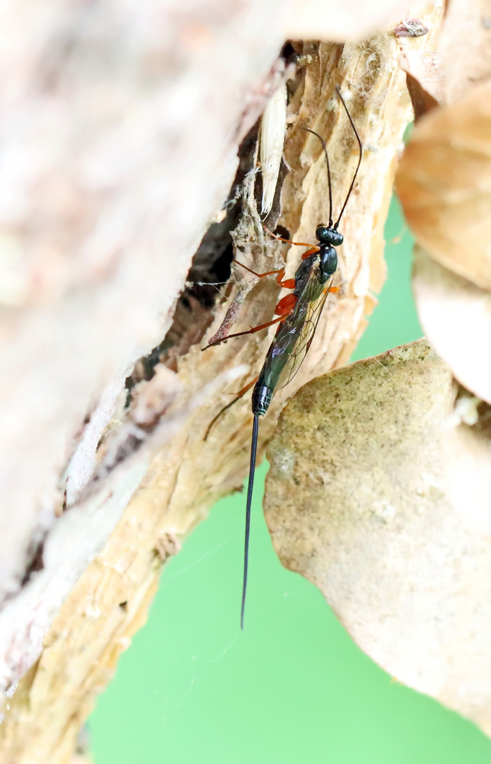 Ichneumonidae indent.,Schlupfwespe unbest.