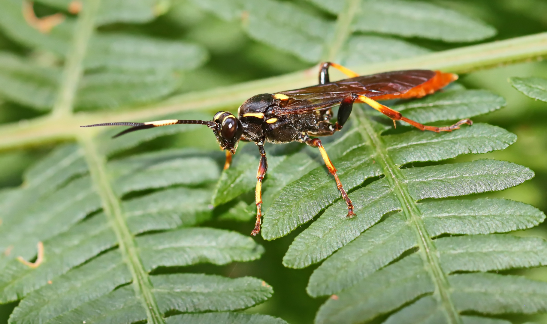 Ichneumonidae indet.