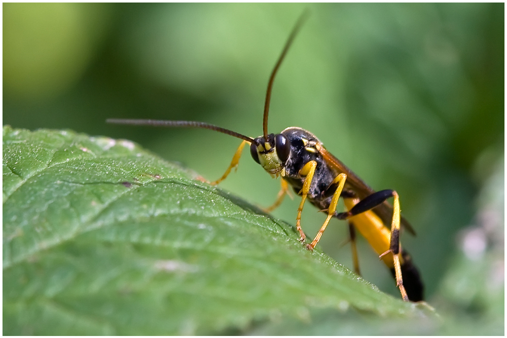 Ichneumonidae sp.