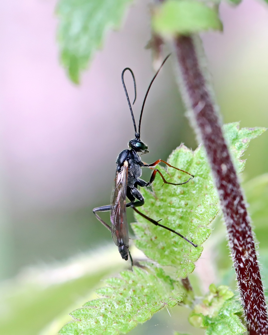 Ichneumonidae unbest.