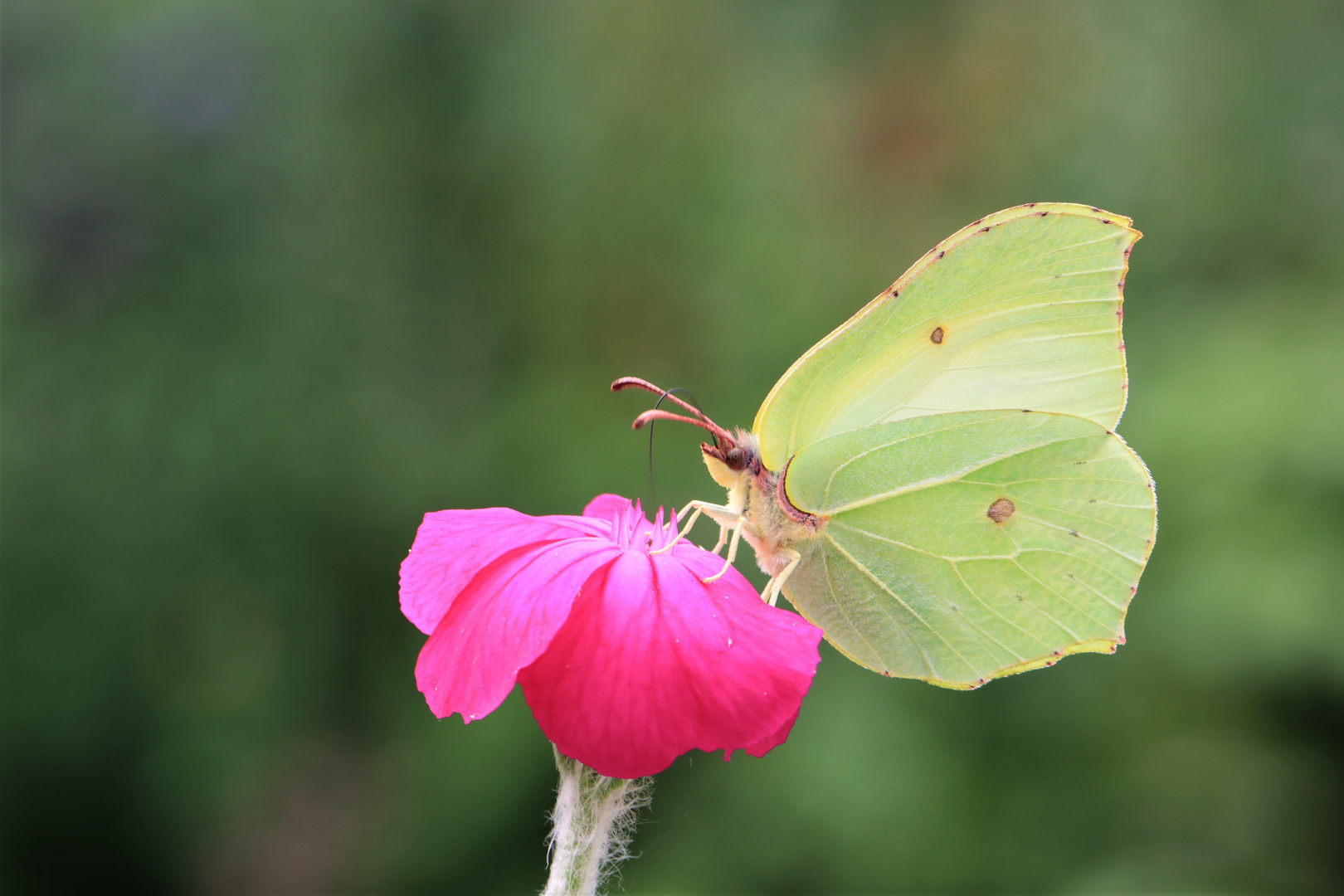 ... ichstehaufpink ...