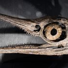 Ichthyosaurus