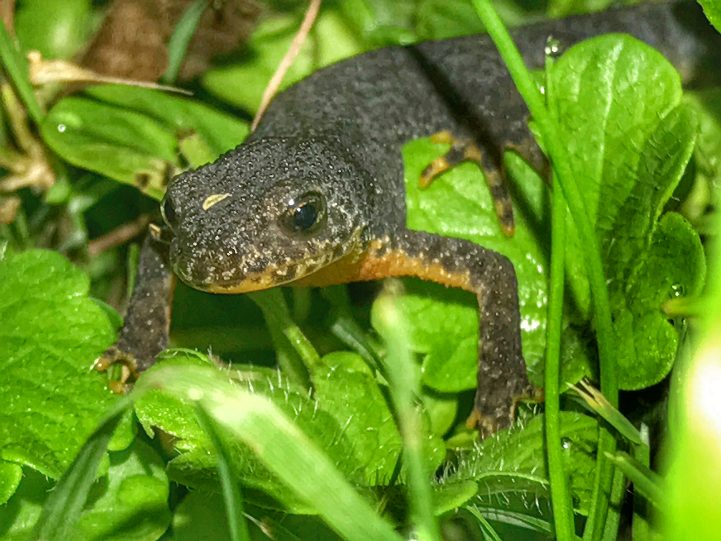 Ichtysaurus alpestris