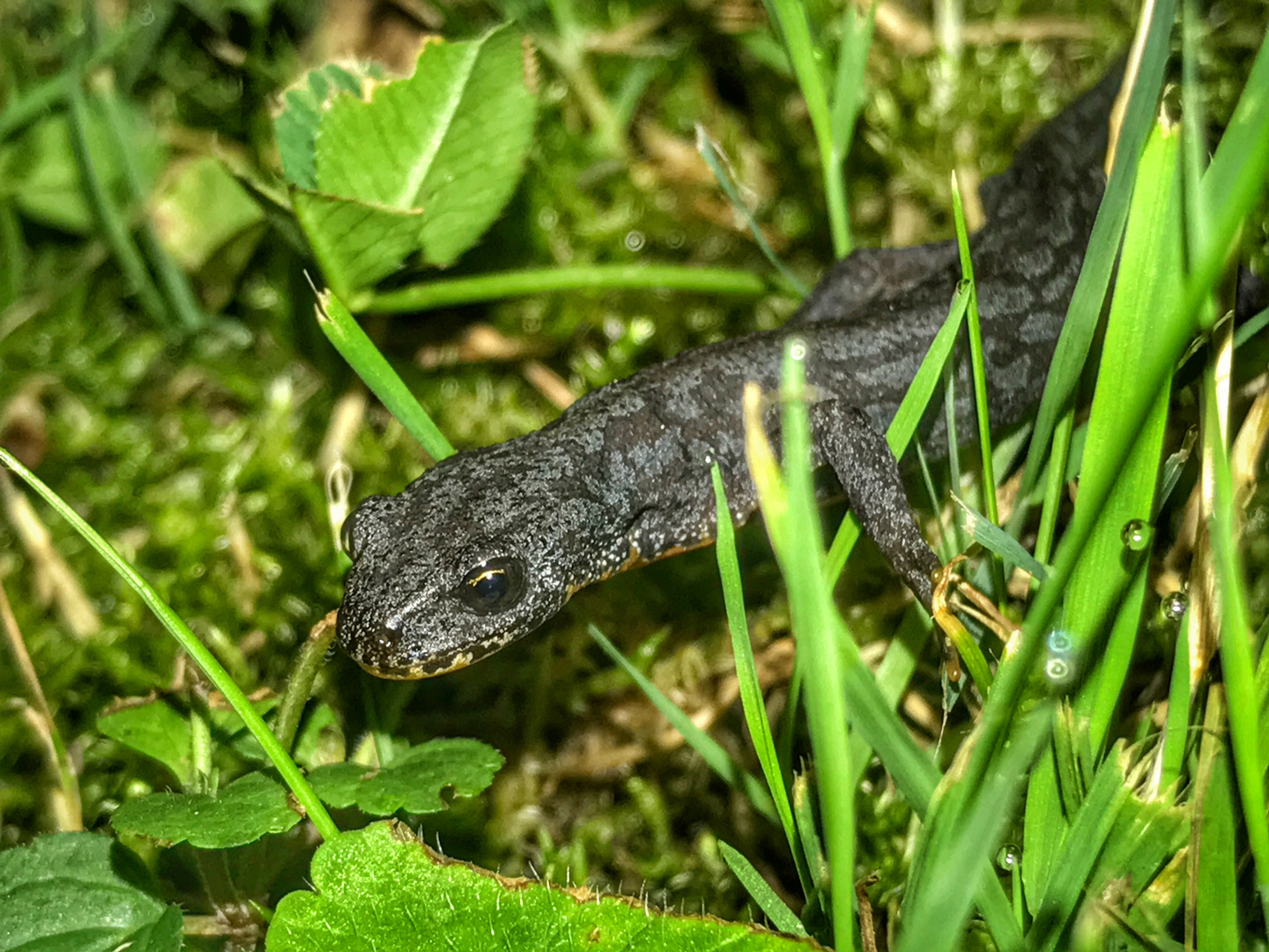 Ichtysaurus alpestris