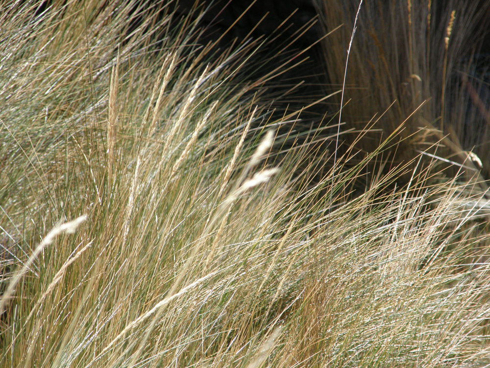 Ichu al viento