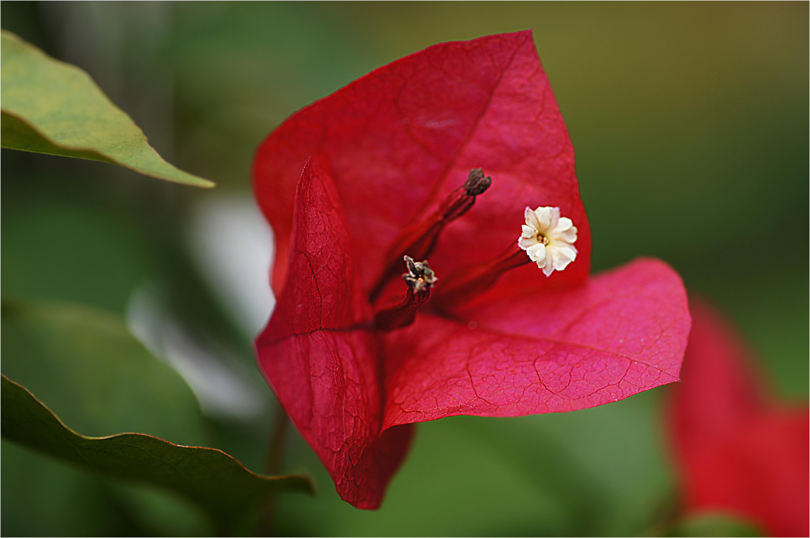 Ichweißnichtwasesistblume