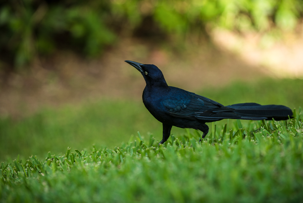 Ichweissnichtwasfüreinvogel