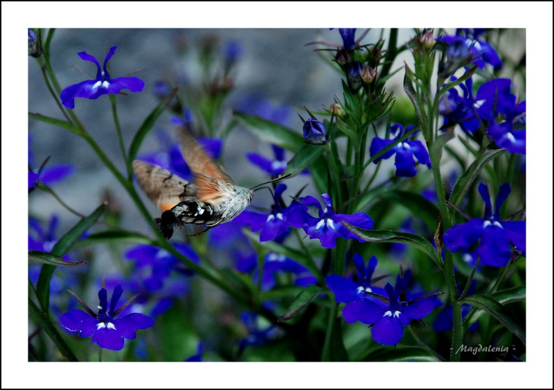 Ici station de nectar