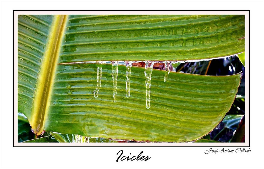 Icicles