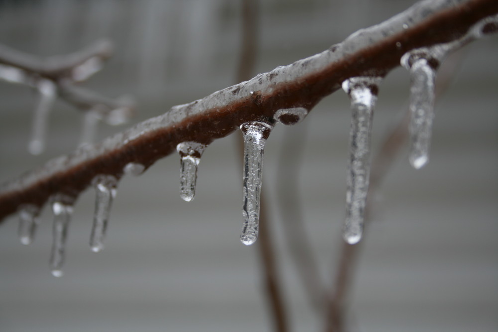 Icicles on branch.