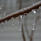 Icicles on branch.