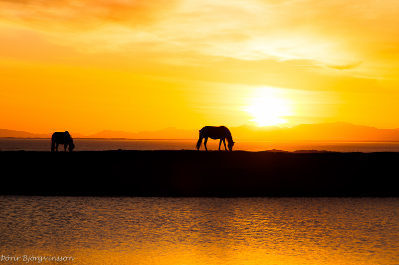 Iclandic horses