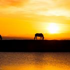 Iclandic horses