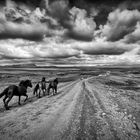 Iclandic Horses