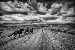 Iclandic Horses