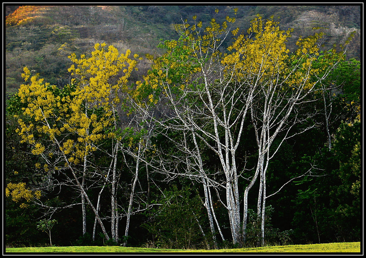 Icolori del bosco