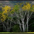 Icolori del bosco