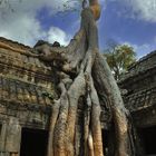 Iconic tree of Ta Prohm taking over the ruins