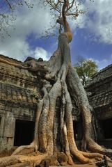Iconic tree of Ta Prohm taking over the ruins
