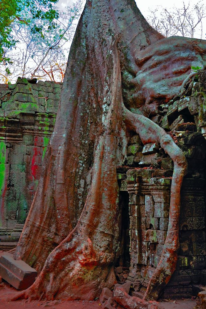 Iconic tree of Ta Prohm taking over the ruins