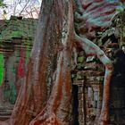 Iconic tree of Ta Prohm taking over the ruins