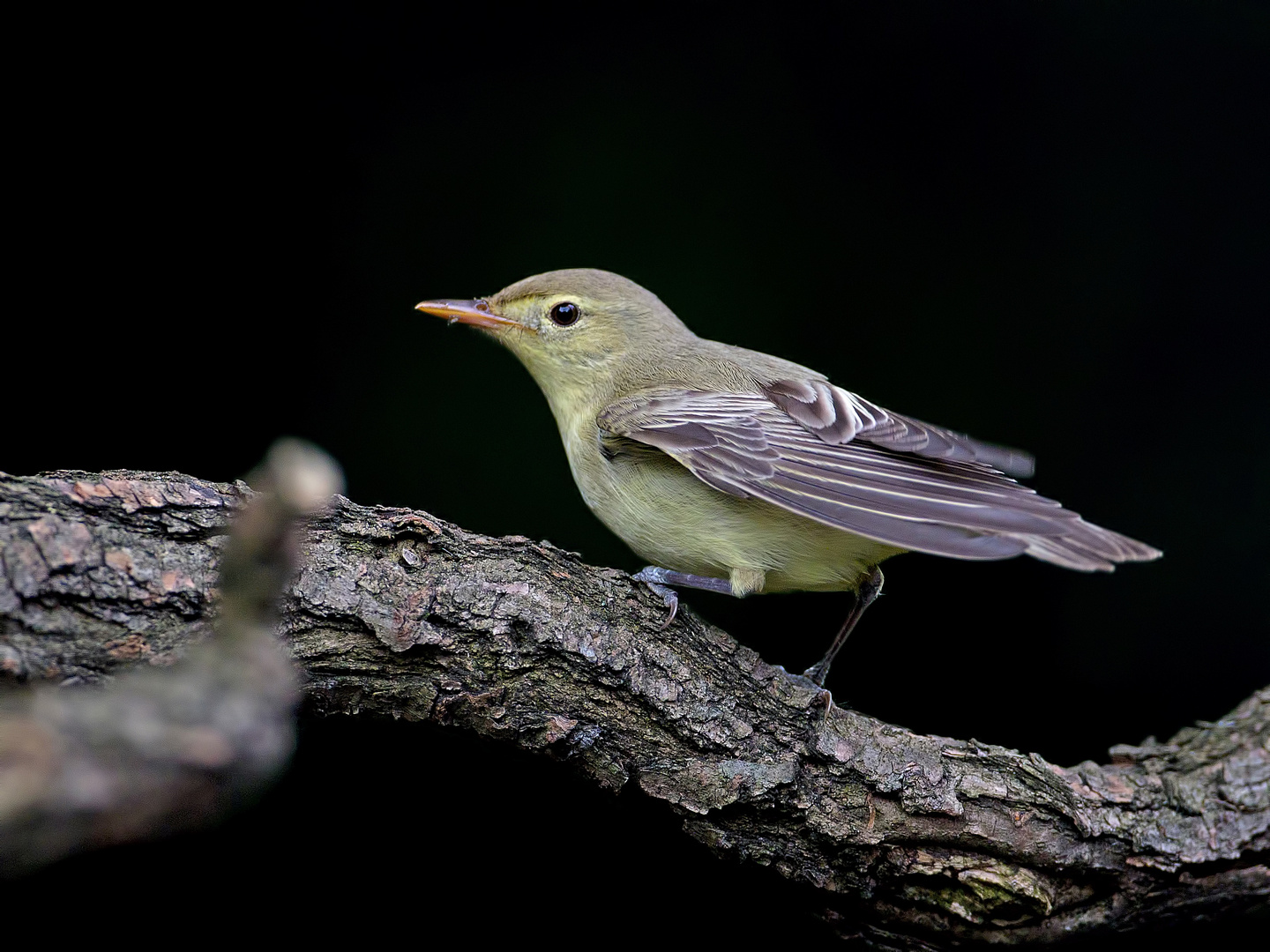 Icterine Warbler