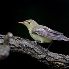 Icterine Warbler