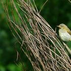 Icterine Warbler (immature)