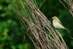 Icterine Warbler (immature)