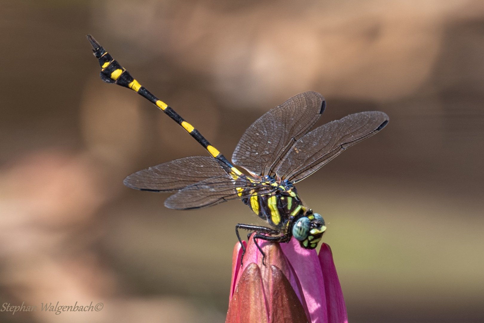 Ictinogomphus decoratus (M)