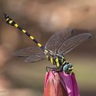 Ictinogomphus decoratus (M)