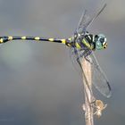 Ictinogomphus decoratus melaenops Männchen