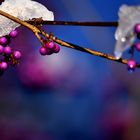 Icy berries