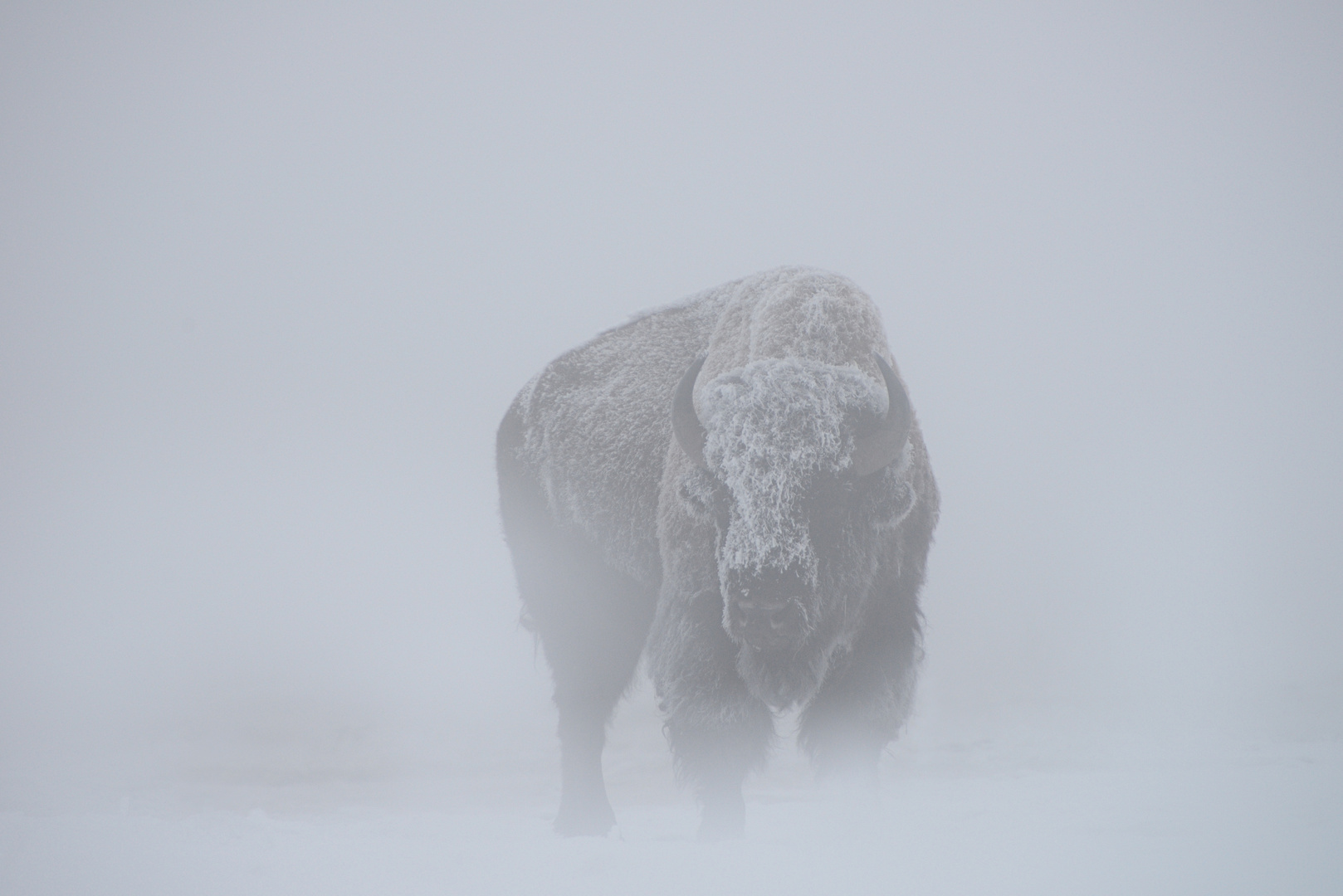 Icy Bison