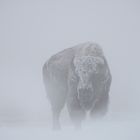 Icy Bison