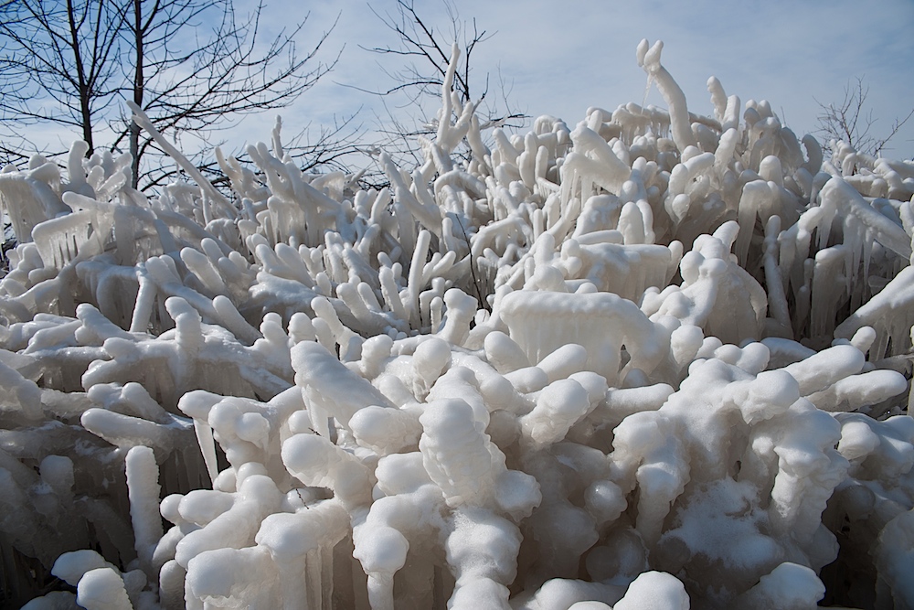 Icy Coral Reef (2)