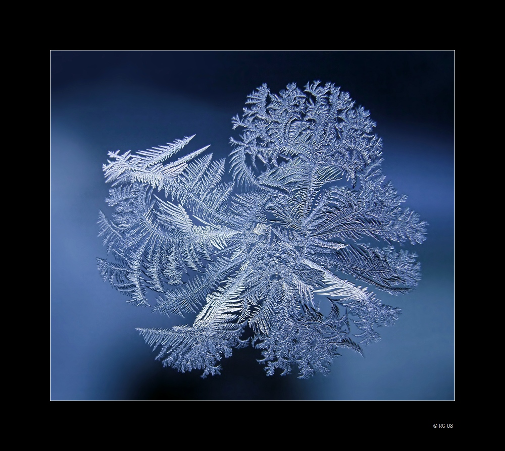 "Icy Flower"