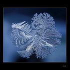 "Icy Flower"