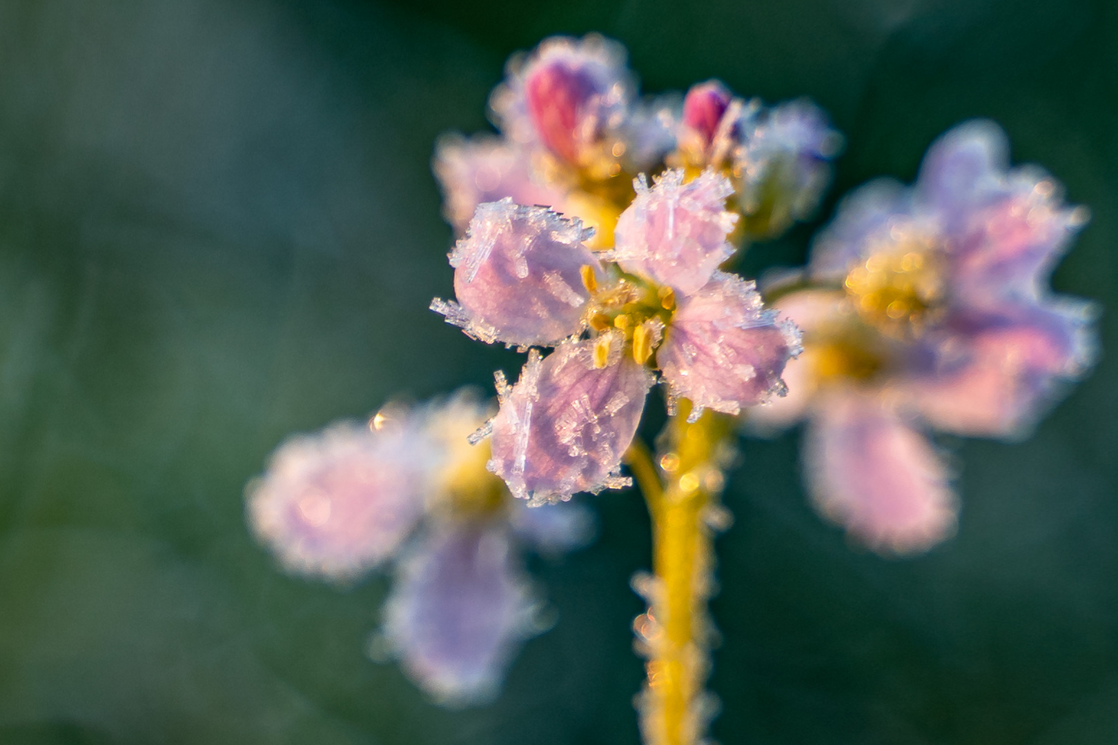 Icy flower