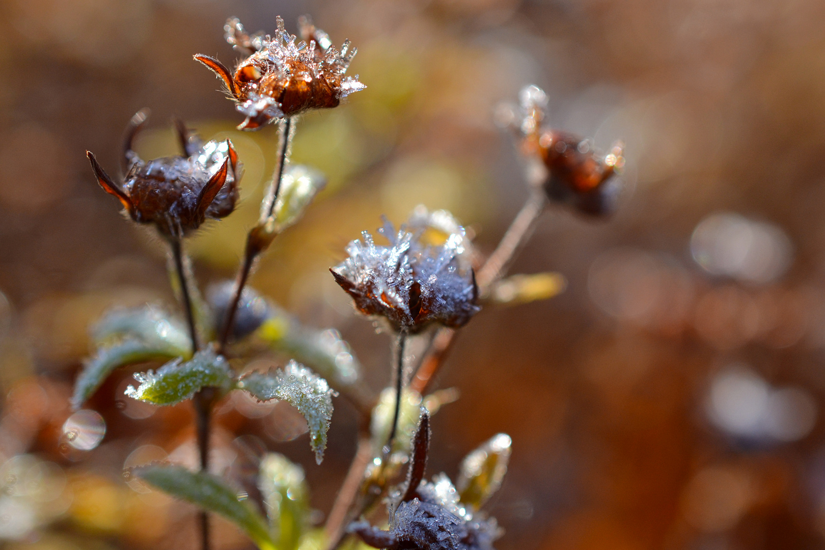 Icy Flowers